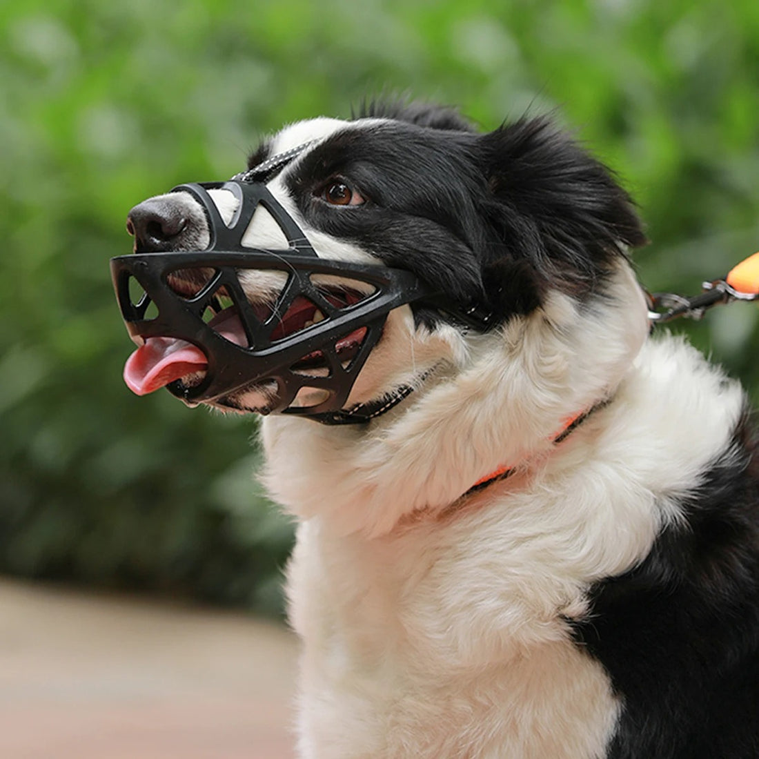 Web Shape Dog Muzzle